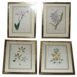 Set of Four Water Color Botanical Prints