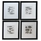 Set of four Antique Fish Prints