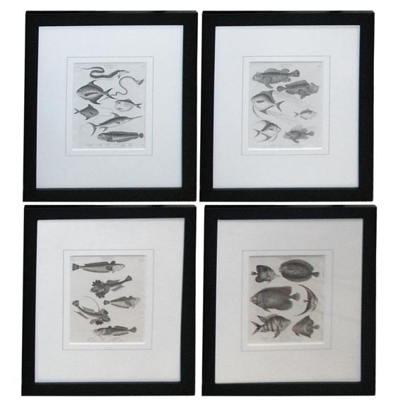 Set of four Antique Fish Prints For Sale