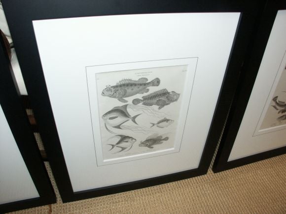 Set of four Antique Fish Prints For Sale 1