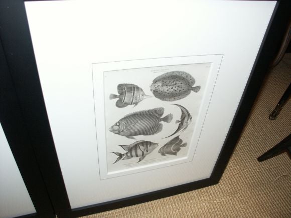 Set of four Antique Fish Prints For Sale 3