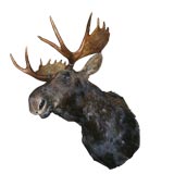 Massive Moose Head