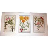 Set of Three Unframed Hand Colored Botanical Engravings