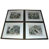 Set of Four Insect Prints