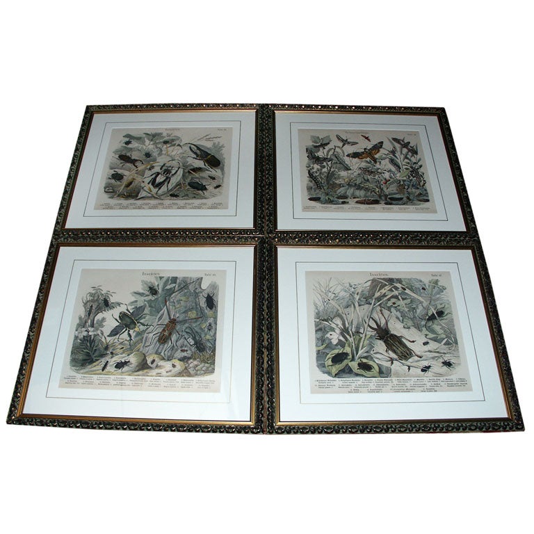 Set of Four Insect Prints