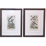 Pair of Antique Bird Prints