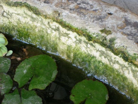 Beautiful antique stone trough with beautiful paitina and moss. It measures 4 inches thick and 31