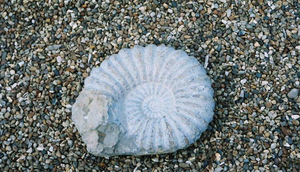 Fossilized Nautilus