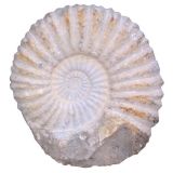 Petrified Full Bodied Ammonite Fossil in Nautilus Form