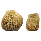 Pair of Giant Sponges Pair of Giant Sponges