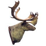 Antique Caribou Trophy Mount