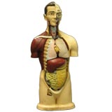Used Anatomical Model