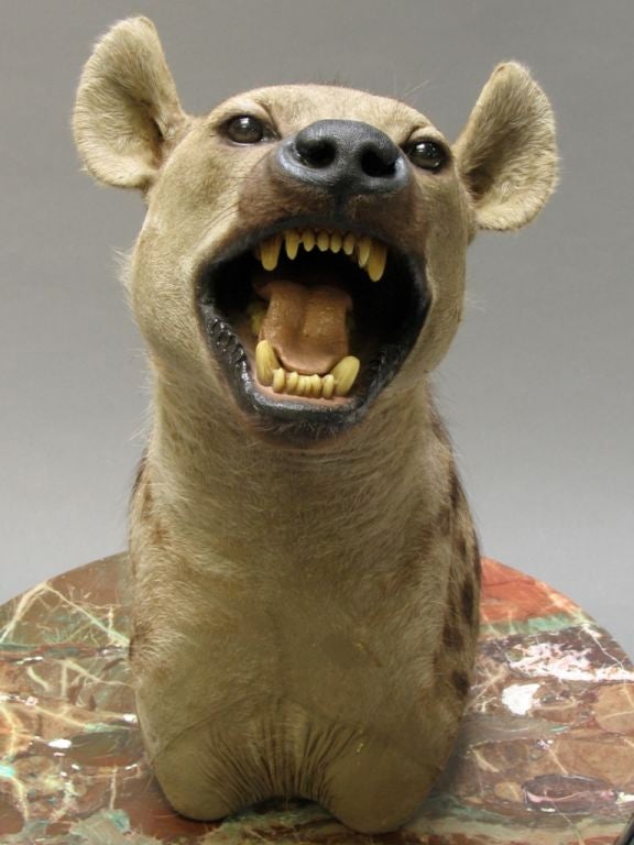 From a Berkeley hills estate, suberbly mounted taxidermy, in attack pose. Obviously old.