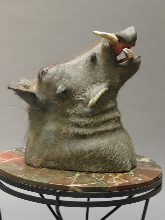 Vintage Warthog Trophy Mount