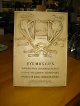 Vintage Anatomical relief plaque of eye muscles