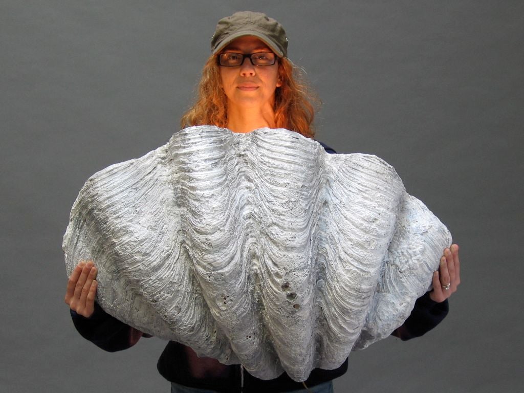 Mid-20th Century Faux Giant Clam Shell Sconces