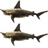 Pair of Shark Trophy Mounts