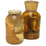 Pair of Vintage "Speciman" Bottles