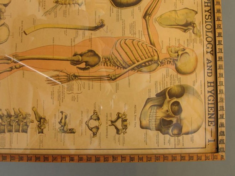 19th Century Anatomical Posters