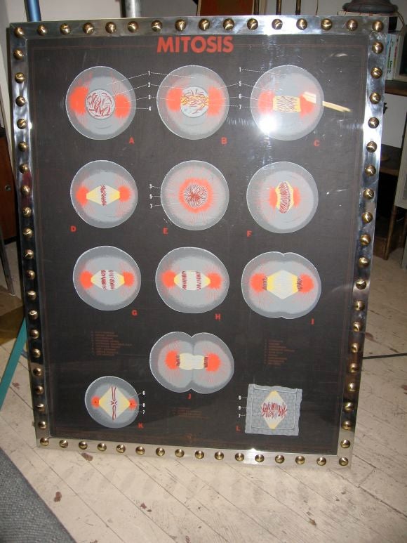 Custom framed (by us), Biology classroom teaching chart, images silk screened on black background (I mention this because 