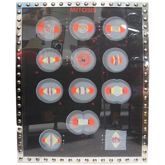 "Mitosis" Black Background Biological Chart