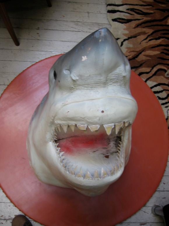 Unknown Great White Shark Trophy Mount