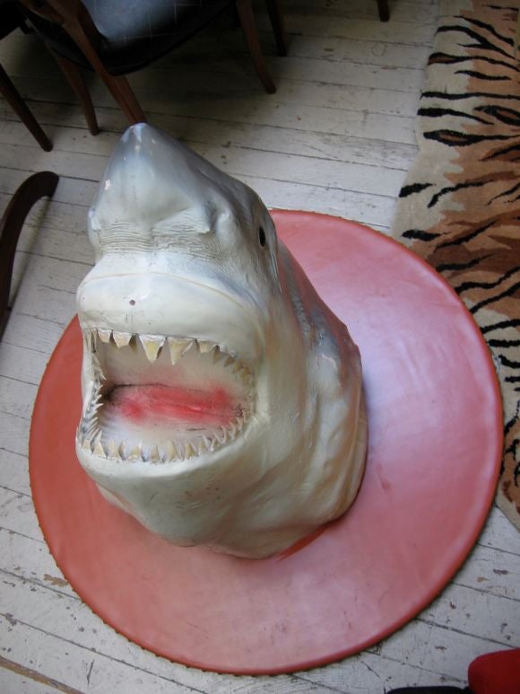 great white shark mount