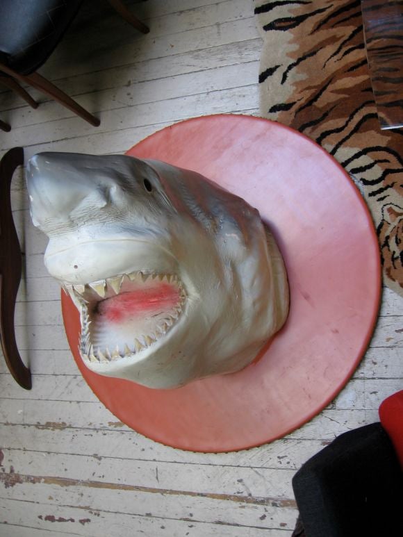 This species is rarely mounted as trophy for whatever reasons and it's just the head bursting out from the wall plaque.