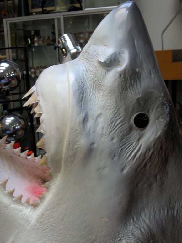 Great White Shark Trophy Mount 1