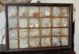 Vintage Seashell collection