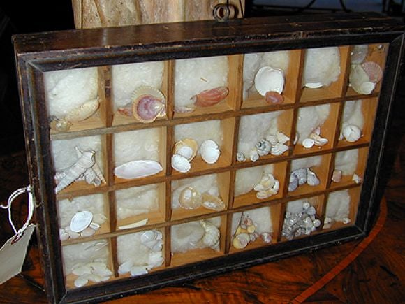 Seashell collection