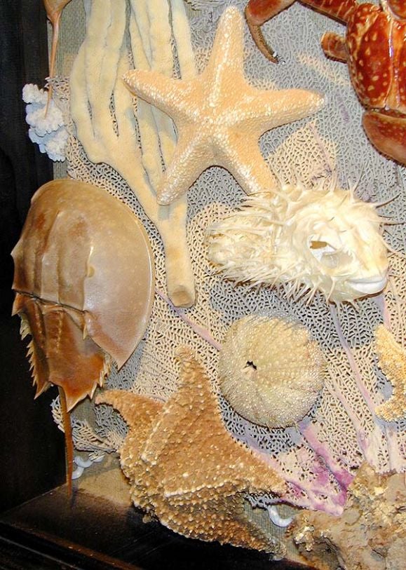 Sea creature specimen box