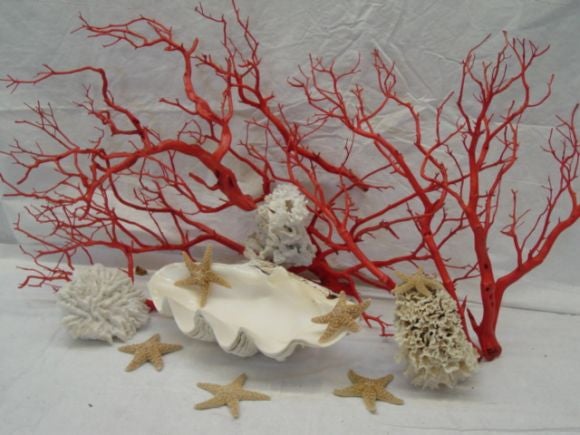 A Giant Clam Shell, Coral Manzania , and White Coral