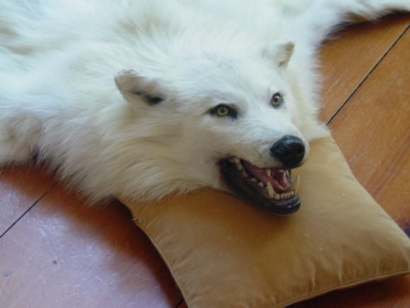 A Trophy Pure White  Male Artic Wolf Rug 4