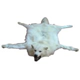 A Trophy Pure White  Male Artic Wolf Rug