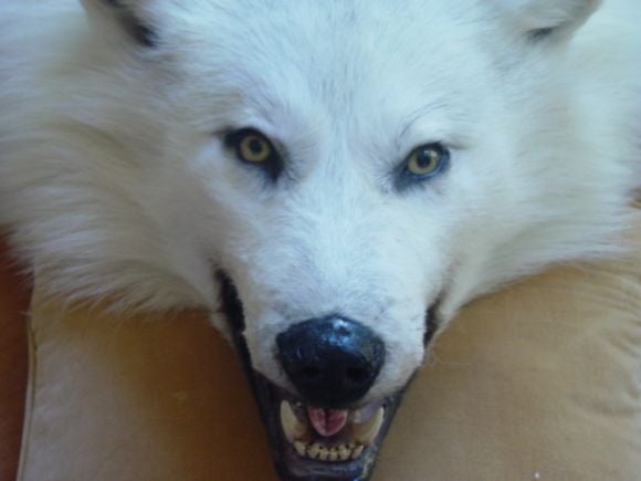 A Trophy Pure White  Male Artic Wolf Rug 1