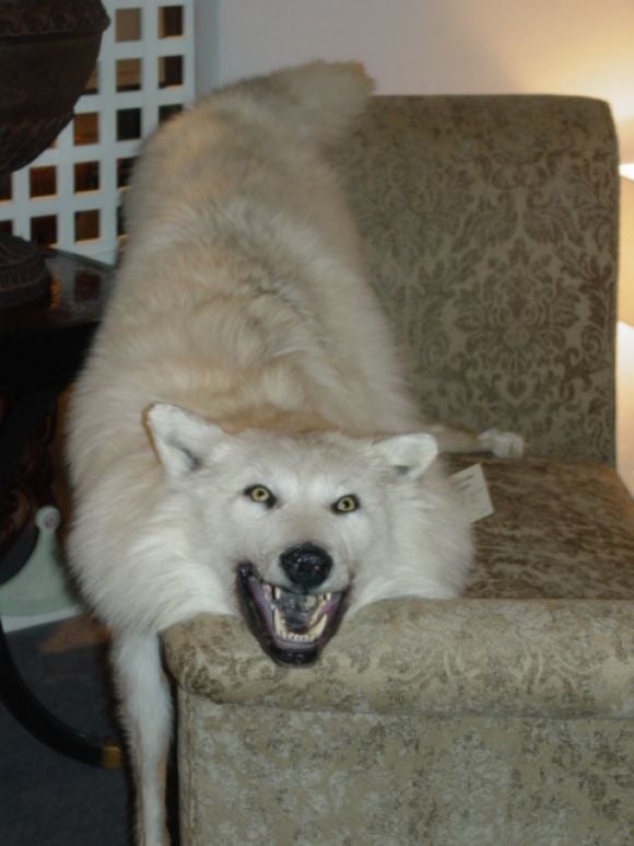 A Trophy Pure White  Male Artic Wolf Rug 2