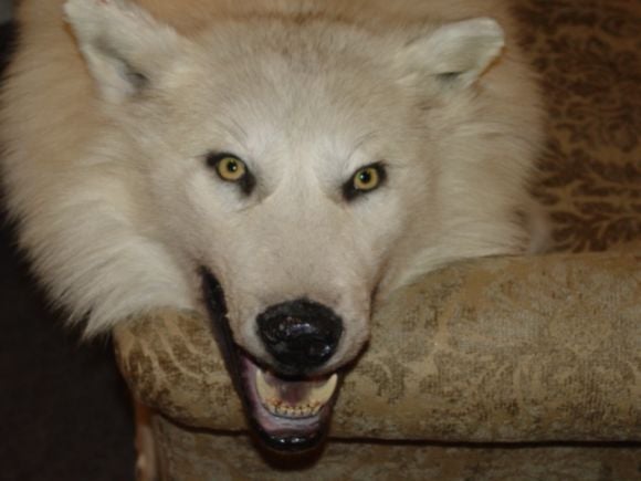 A Trophy Pure White  Male Artic Wolf Rug 3