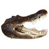 Trophy Mounted Southern USA  Alligator