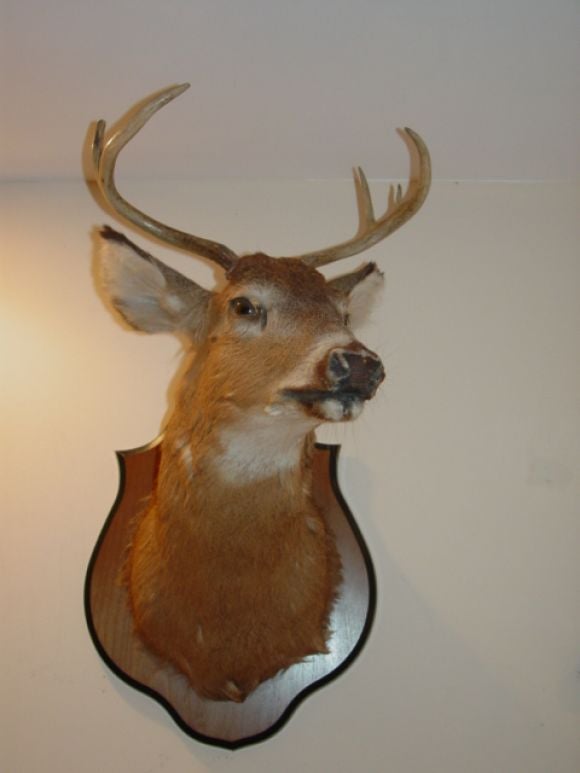 Fine Trophy Quality Buck from Montauk Long Island