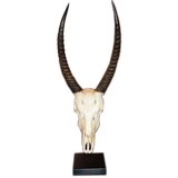 Magnificent Trophy Skull and Horns -West African