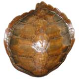 Unusual Large Turtle Shell