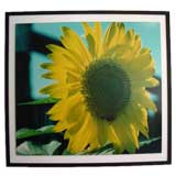 Vintage Large Image (Sunflower) Long Island N.Y.