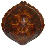 Large Spectacular Tortoise Shell