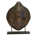 Tortoise Shell on Iron Stand