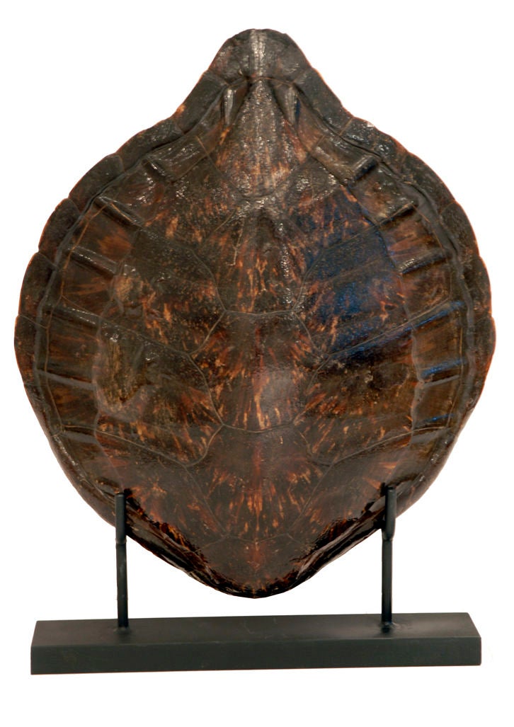 Tortoise Shell on Iron Stand