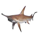 Vintage DONT GO IN THE WATER!!!!!! 10' HAMMERHEAD SHARK!!!!