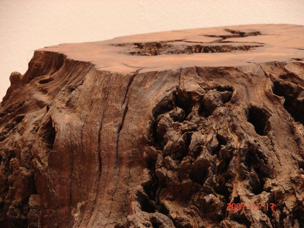 rosewood root burl stump