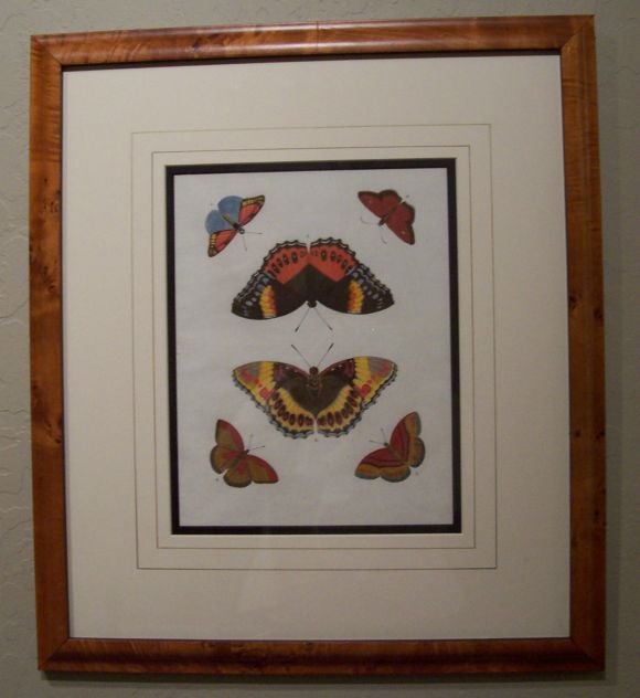 Set of Six Hand-Colored Butterfly Engravings