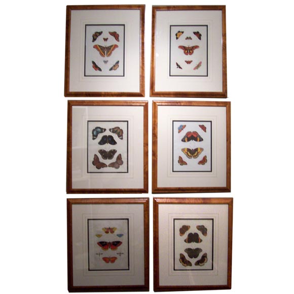 Set of Six Hand-Colored Butterfly Engravings For Sale